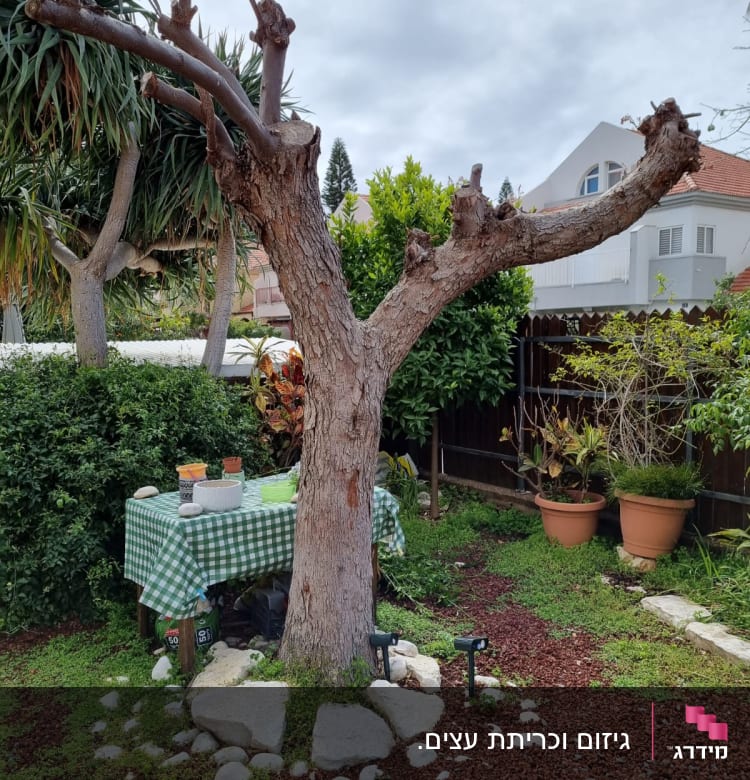 עץ גזום עם ענפים חתוכים בגינה